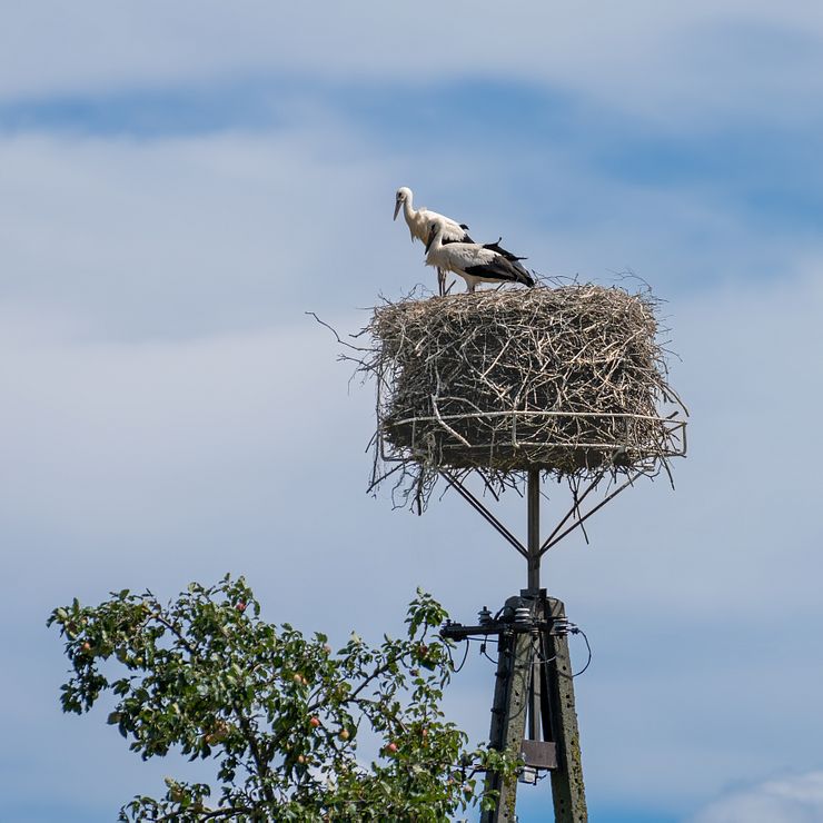 A white stork nest