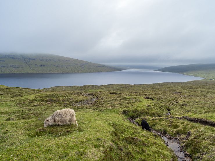 Sheep along the trail to Traelanipa
