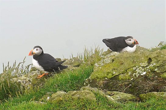 Mykines - hike the puffin trail