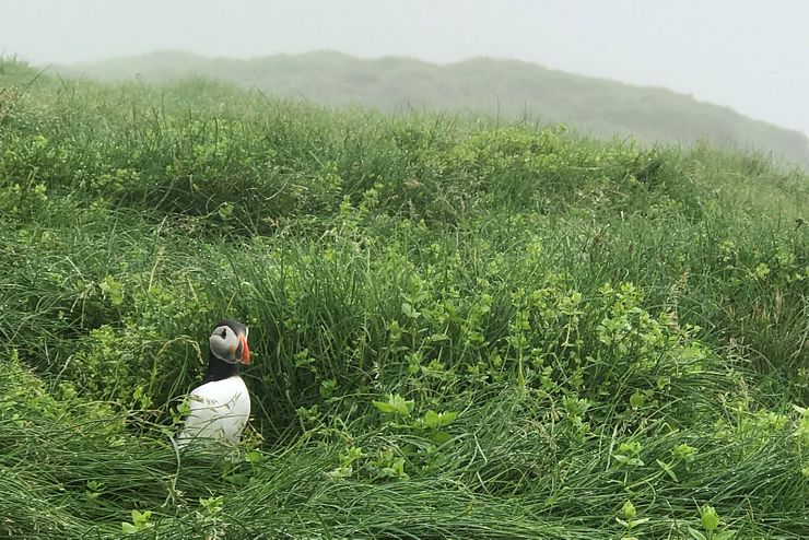 Mykines puffin in the grass.