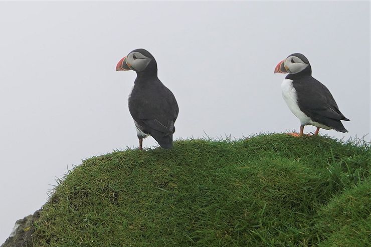 Mykines puffins.
