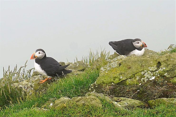 Puffins on Mykines.