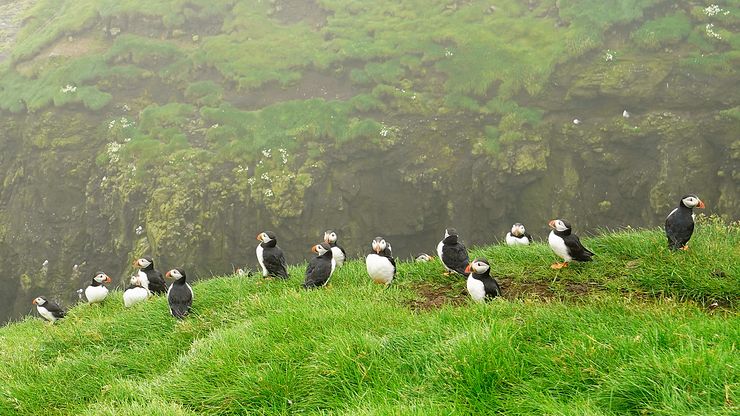 Mykines puffins.