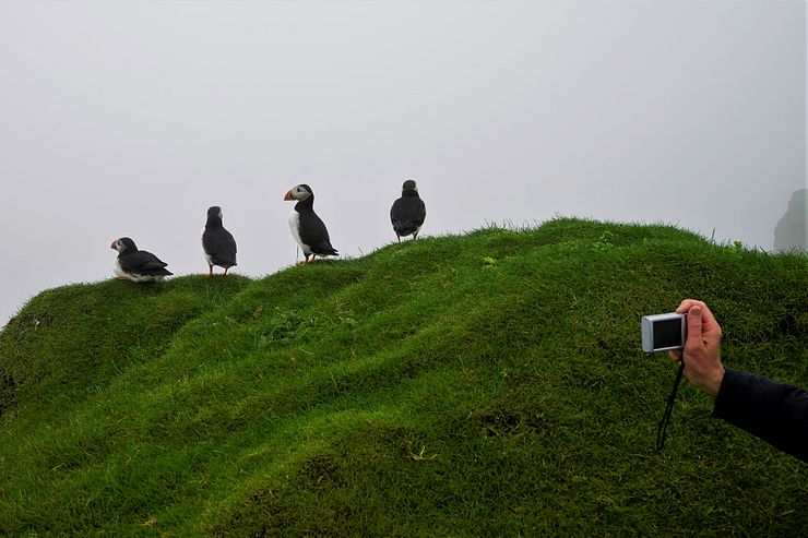 Mykines puffin photographer too close.
