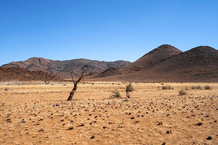 A dead tree along the D707.