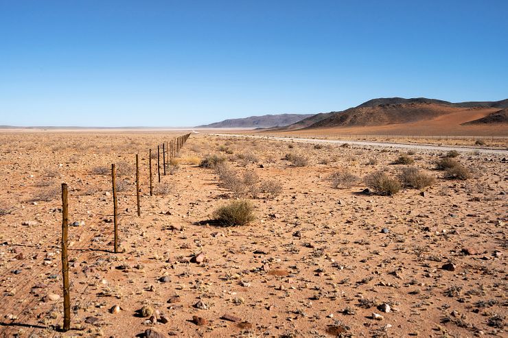 The ever-present cattle fence.