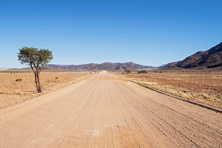 A tree along the D707.