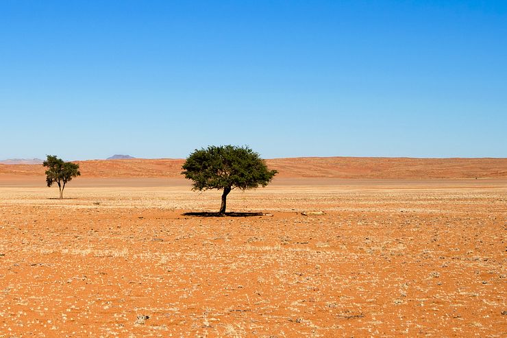 Small trees on the plain.